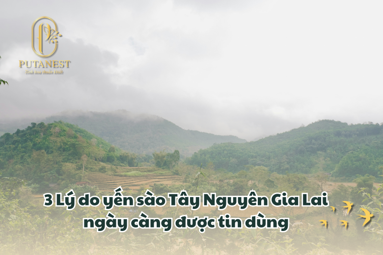 Yến Sào Tây Nguyên Gia Lai