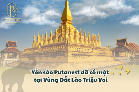 Yến sào Putanest