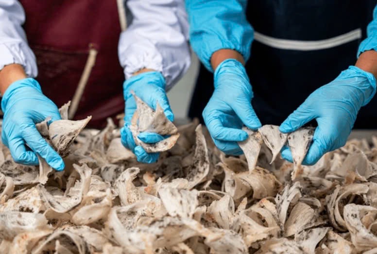 Cửa hàng yến sào Tây Nguyên